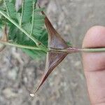 Vachellia cornigera Otro