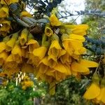 Sophora microphylla Blüte