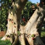 Ficus racemosa Bark