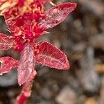 Amaranthus hybridus Leaf