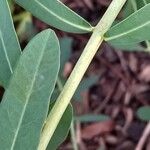 Euphorbia corollata Bark