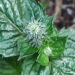 Mentha × piperita Flor