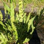 Rumex verticillatus Лист