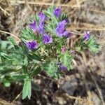 Echium sabulicolaFlower