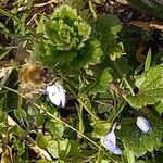 Veronica persica Habit