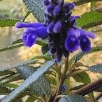 Salvia corrugata Flor