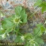 Geum heterocarpum Arall