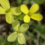 Biscutella auriculata Flower