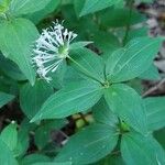 Asperula taurina पत्ता