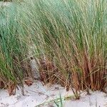 Molinia caerulea Blad