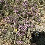 Thymus vulgarisFlower