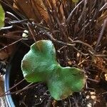 Adiantum reniforme Лист