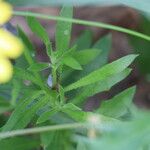 Calendula suffruticosa Лист