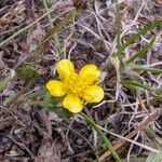 Ranunculus sardous 花