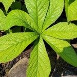 Rodgersia aesculifolia Hoja