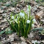 Leucojum vernumЦвят