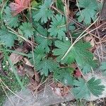 Geranium sanguineum Deilen