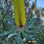 Banksia attenuata Virág