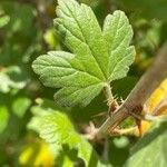 Ribes uva-crispa Leht