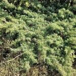Juniperus communis অভ্যাস