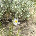 Erigeron divergens Flower