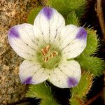 Nemophila spatulata