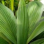 Curculigo orchioides Hoja