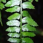 Asplenium barteri Folha