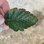 Sorbus mougeotii Leaf