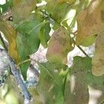 Psittacanthus eucalyptifolius چھال