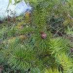 Cunninghamia lanceolata Хабит