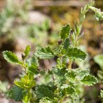 Teucrium chamaedrys পাতা