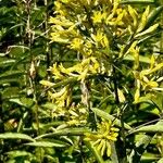 Cestrum parqui 整株植物