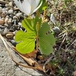 Sanguinaria canadensis ഇല