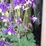 Aquilegia nigricansBlomst