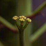 Agave sisalana Virág