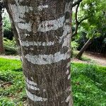 Albizia amara Rusk