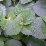 Pilea nummulariifolia Levél