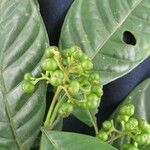 Psychotria racemosa Arall