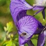 Aconitum variegatum Цвят