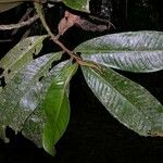 Ardisia fimbrillifera Leaf