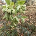 Helleborus foetidus Кветка