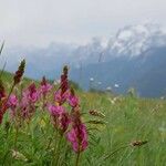 Onobrychis viciifoliaFlower