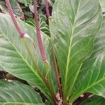 Anthurium jenmanii Flower