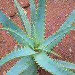 Aloe arborescens 葉