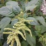 Amaranthus spinosusFoglia