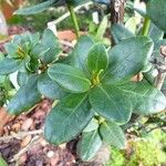 Rhododendron buxifolium 葉