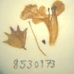 Stachys melissifolia Otro