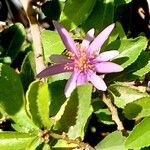 Grewia occidentalis Flower