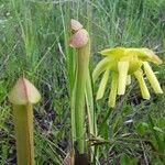 Sarracenia minor आदत